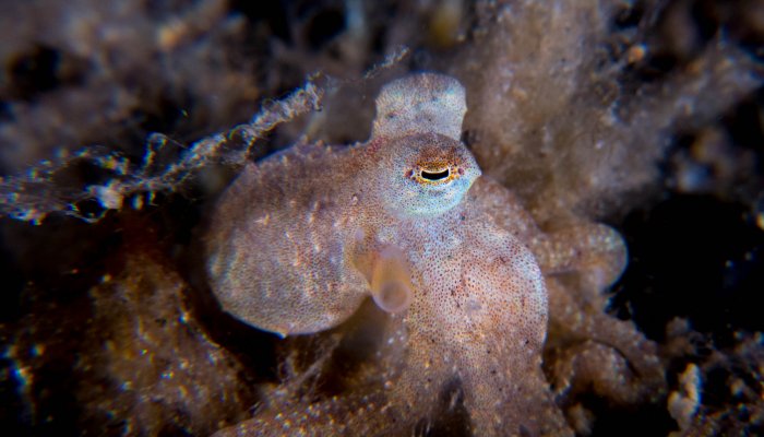 Unknown Baby Octopus